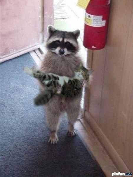 real_raccoon_care.jpg