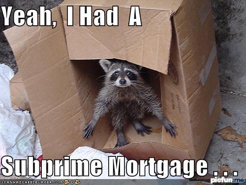 raccoon-subprime-mortgage.jpg