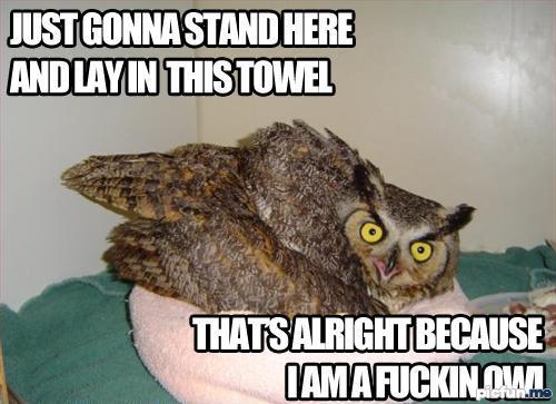 owl.jpg