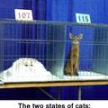 two-states-of-cats.jpg