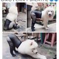 lady-dog.jpg